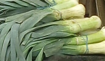 Cebolla puerro