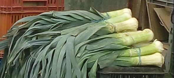 Cebolla puerro