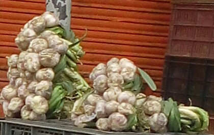 Ajo en rama