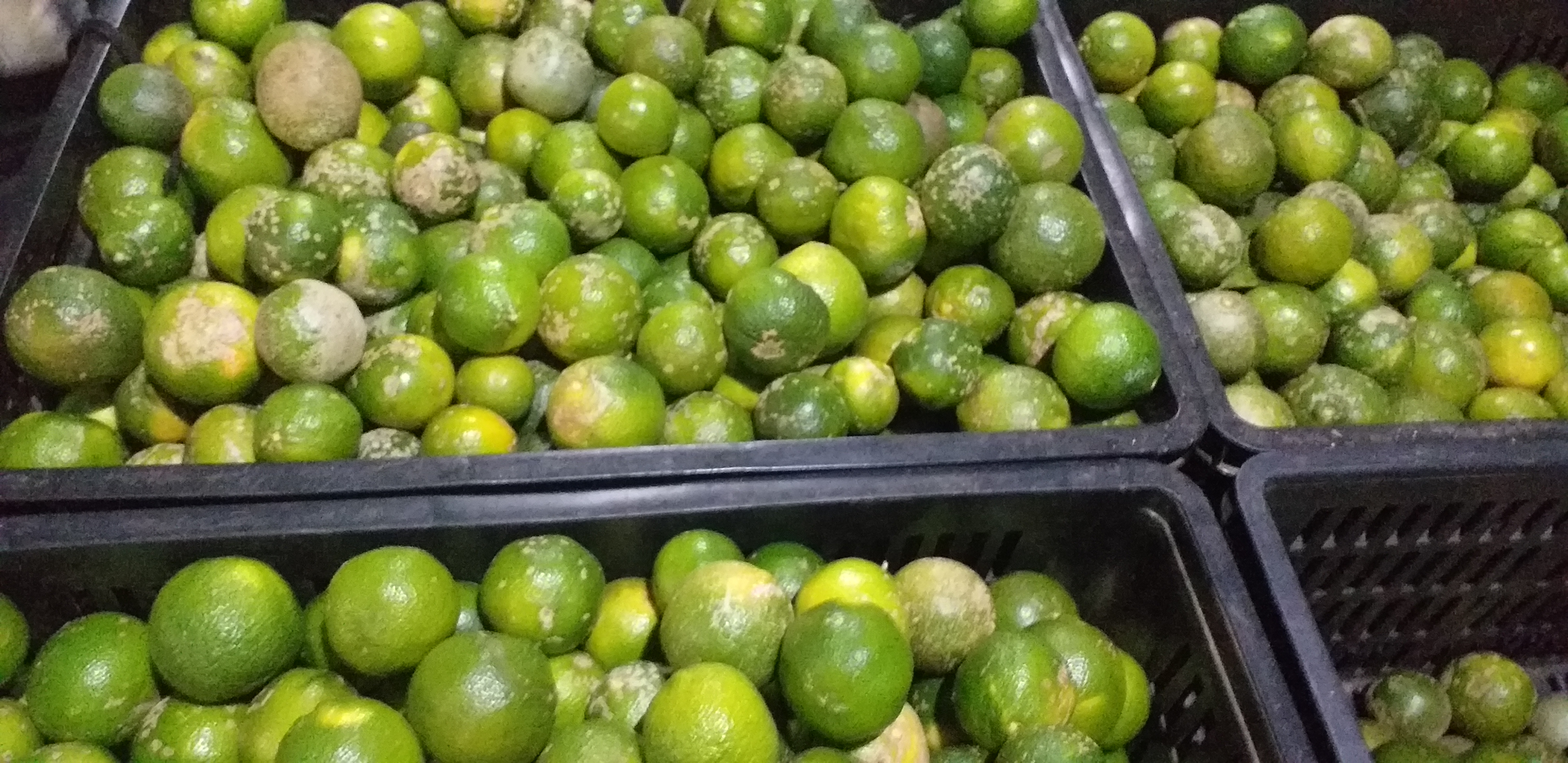Limon mandarino