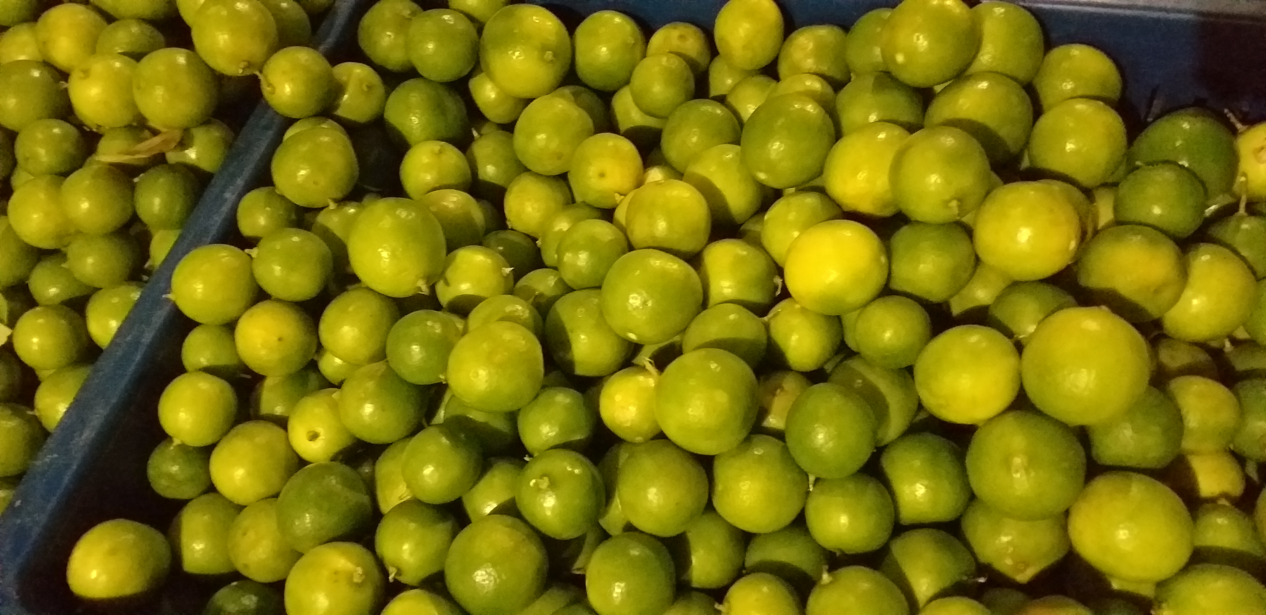 Limon criollo