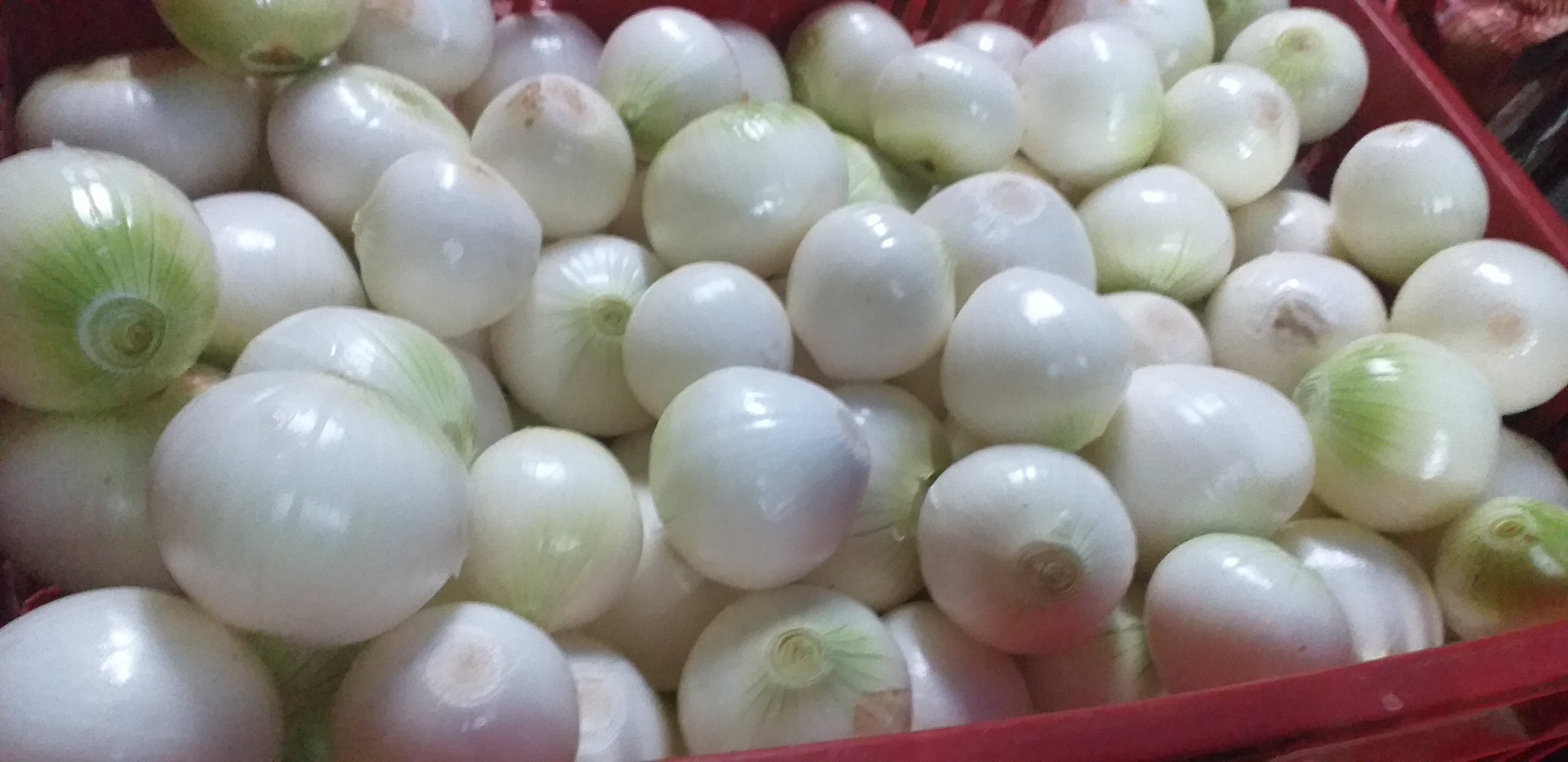 Cebolla blanca pelada