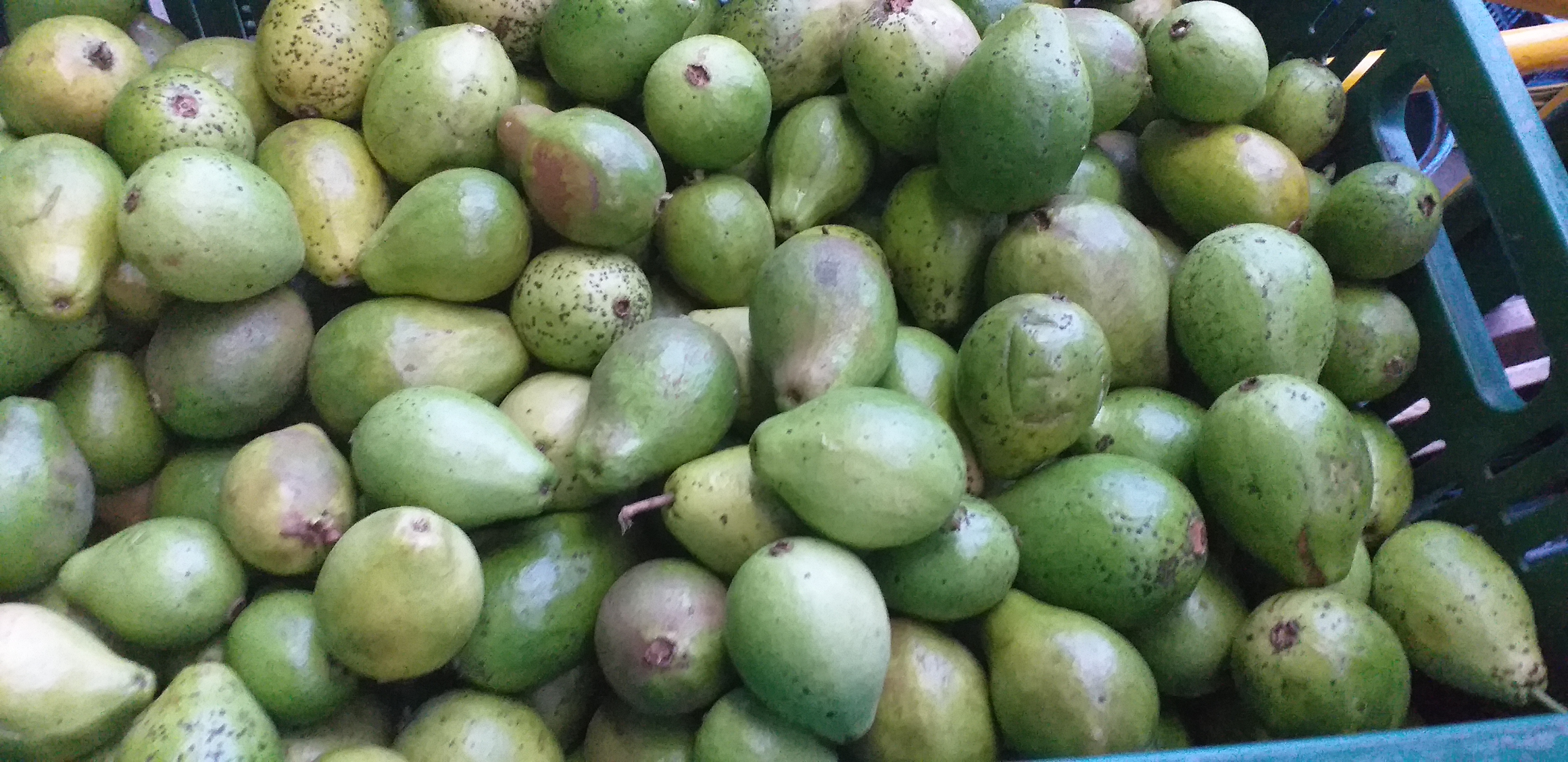 Guayaba pera delgada