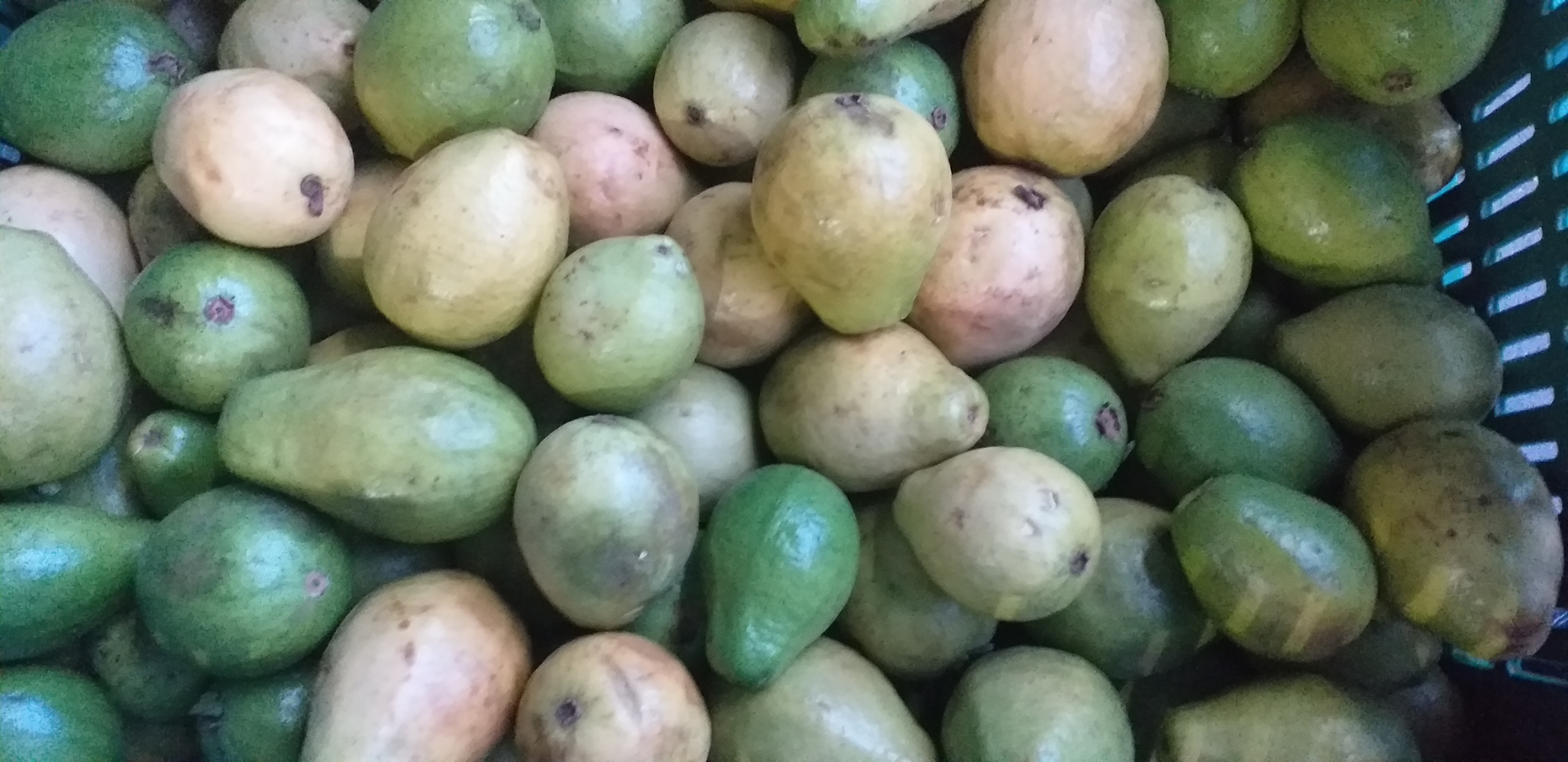 Guayaba pera gruesa
