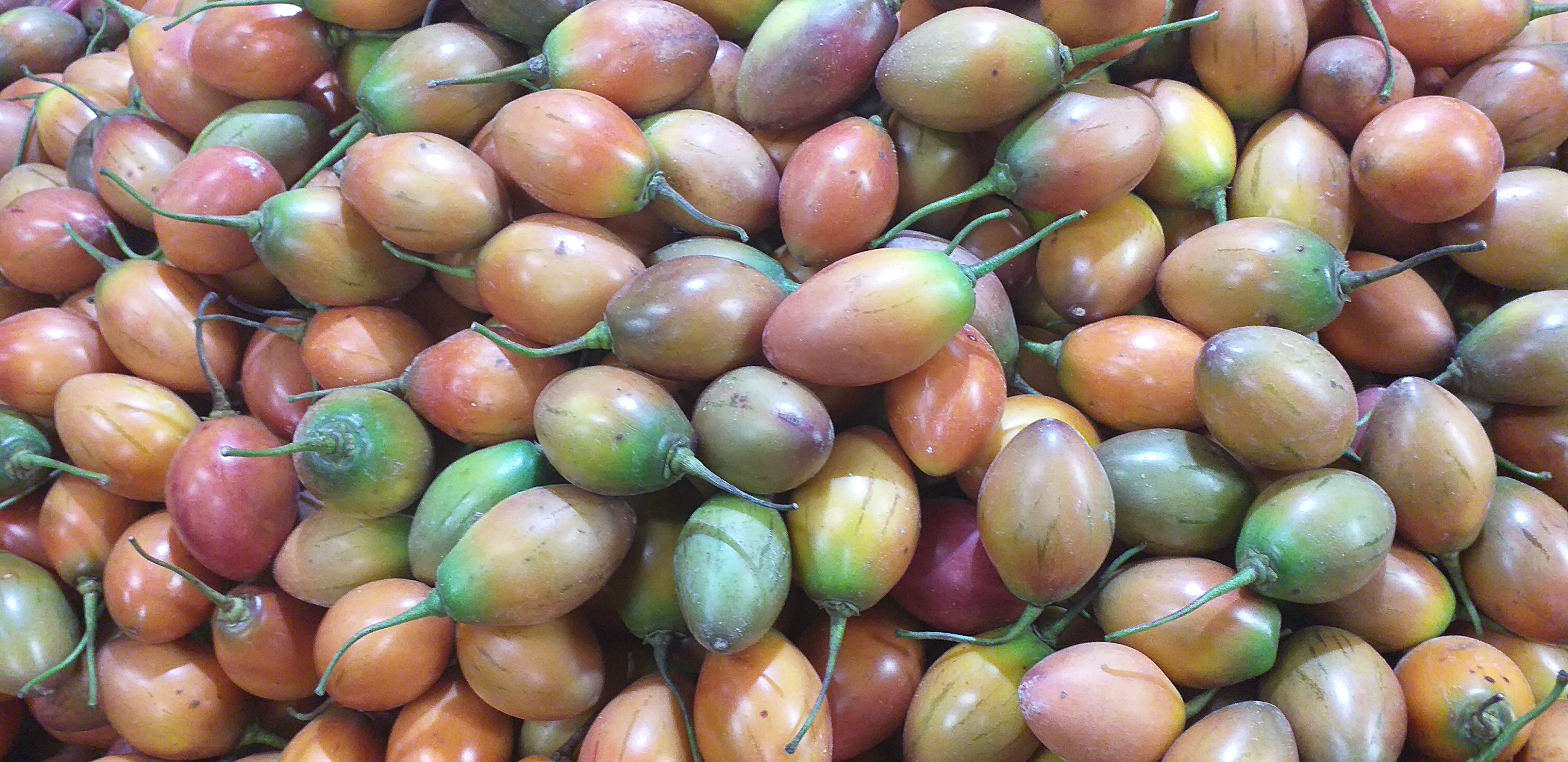 Tomate de arbol