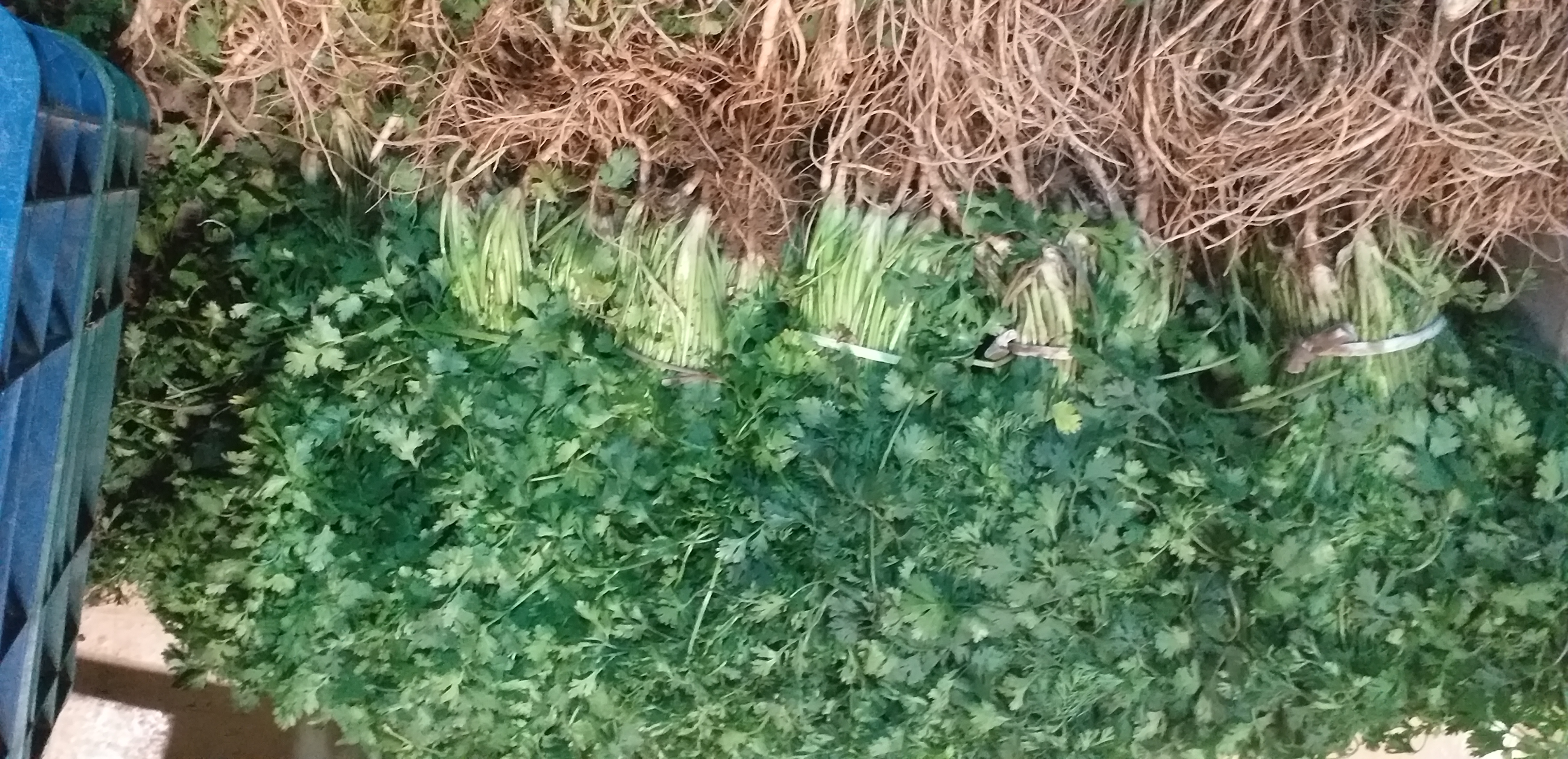 Cilantro