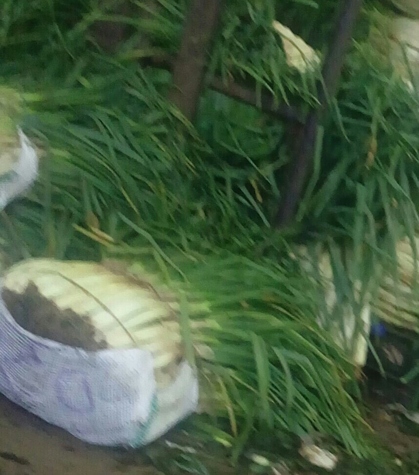 Cebolla larga gruesa