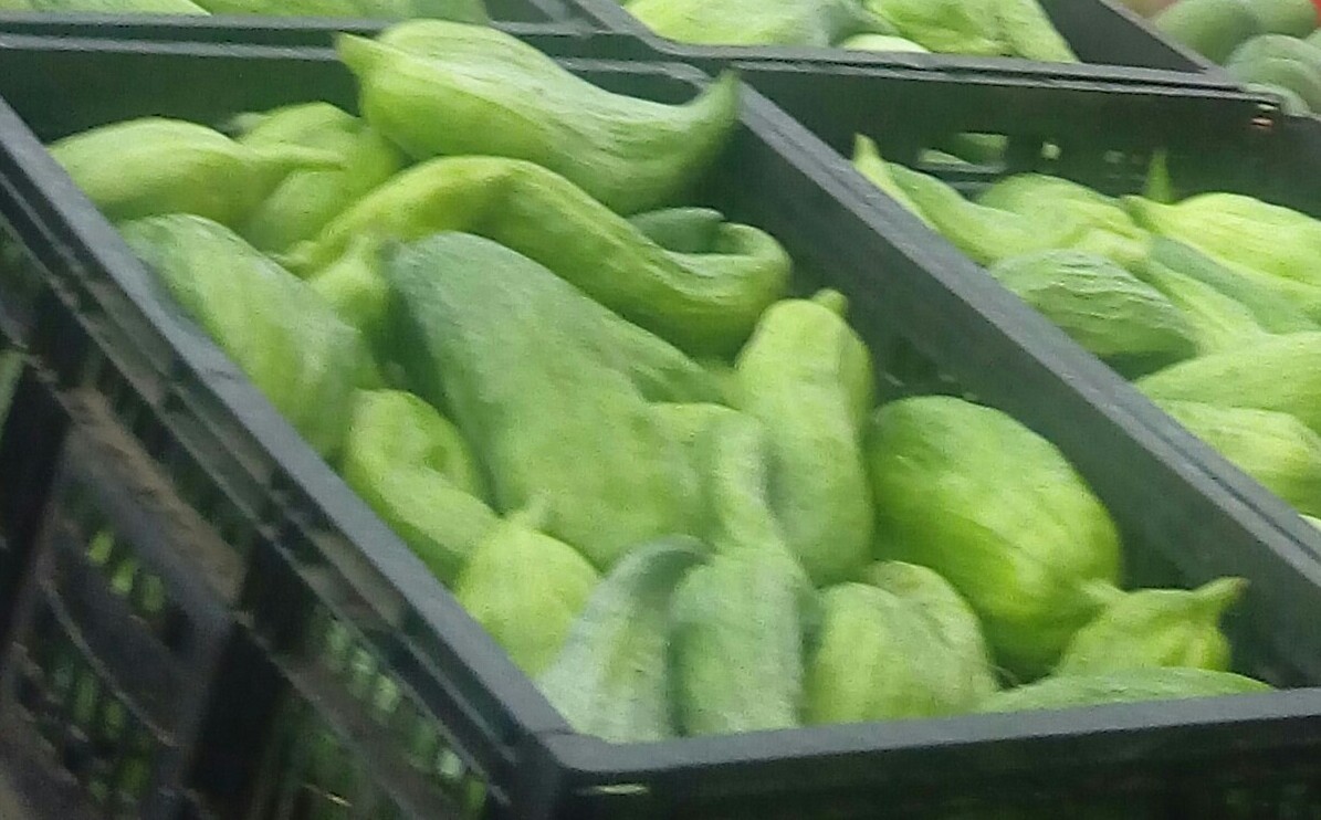 Pepino para guiso