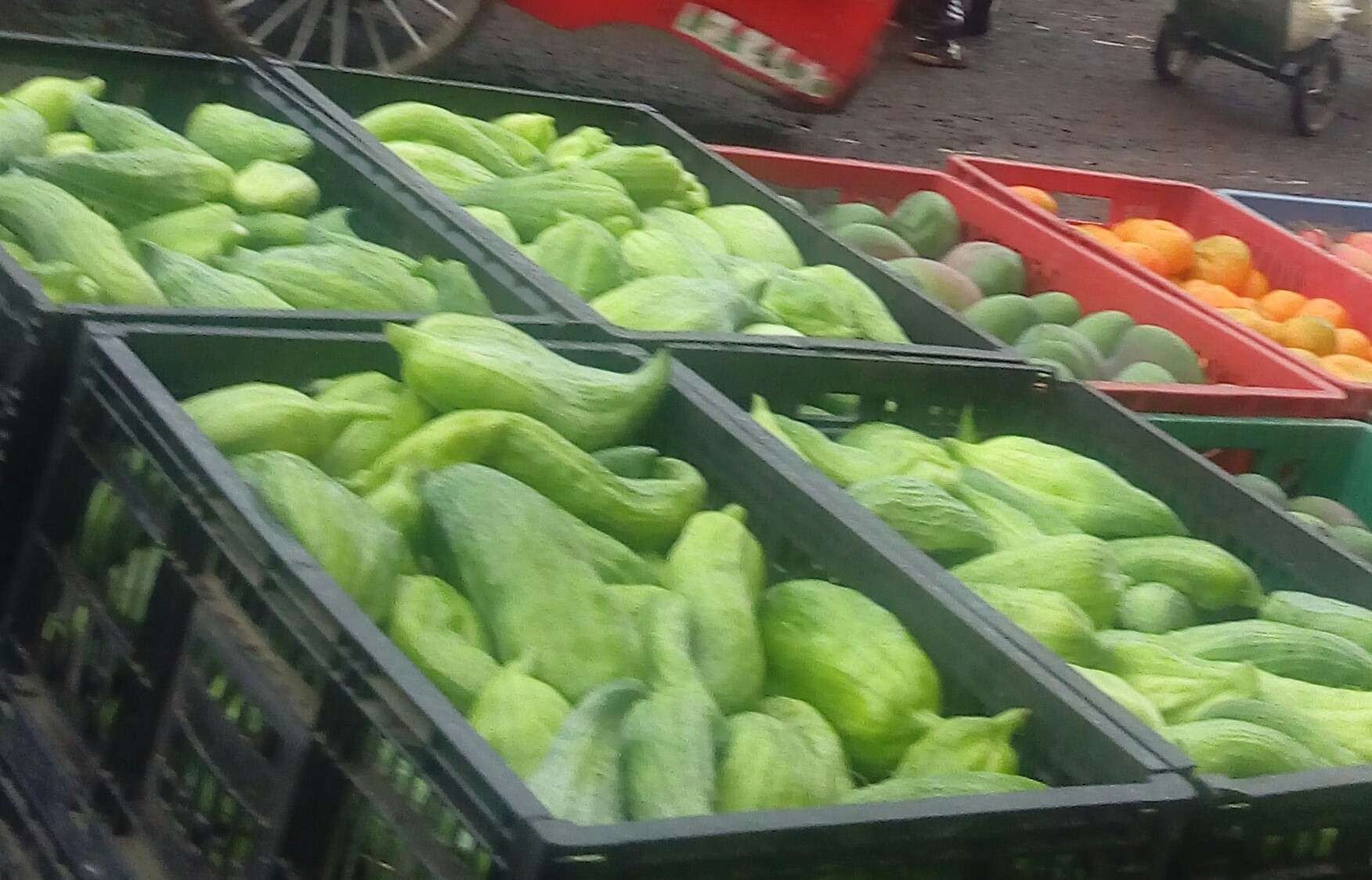 Pepino para guiso