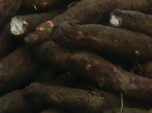 Yuca