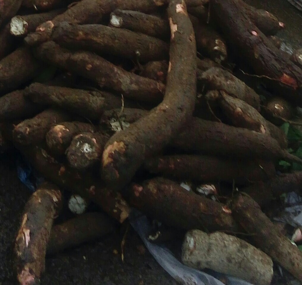 Yuca