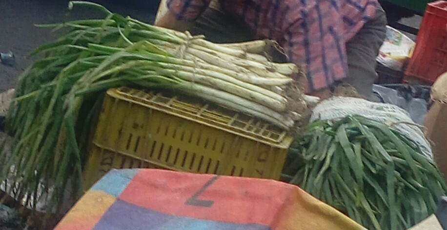 Cebolla larga