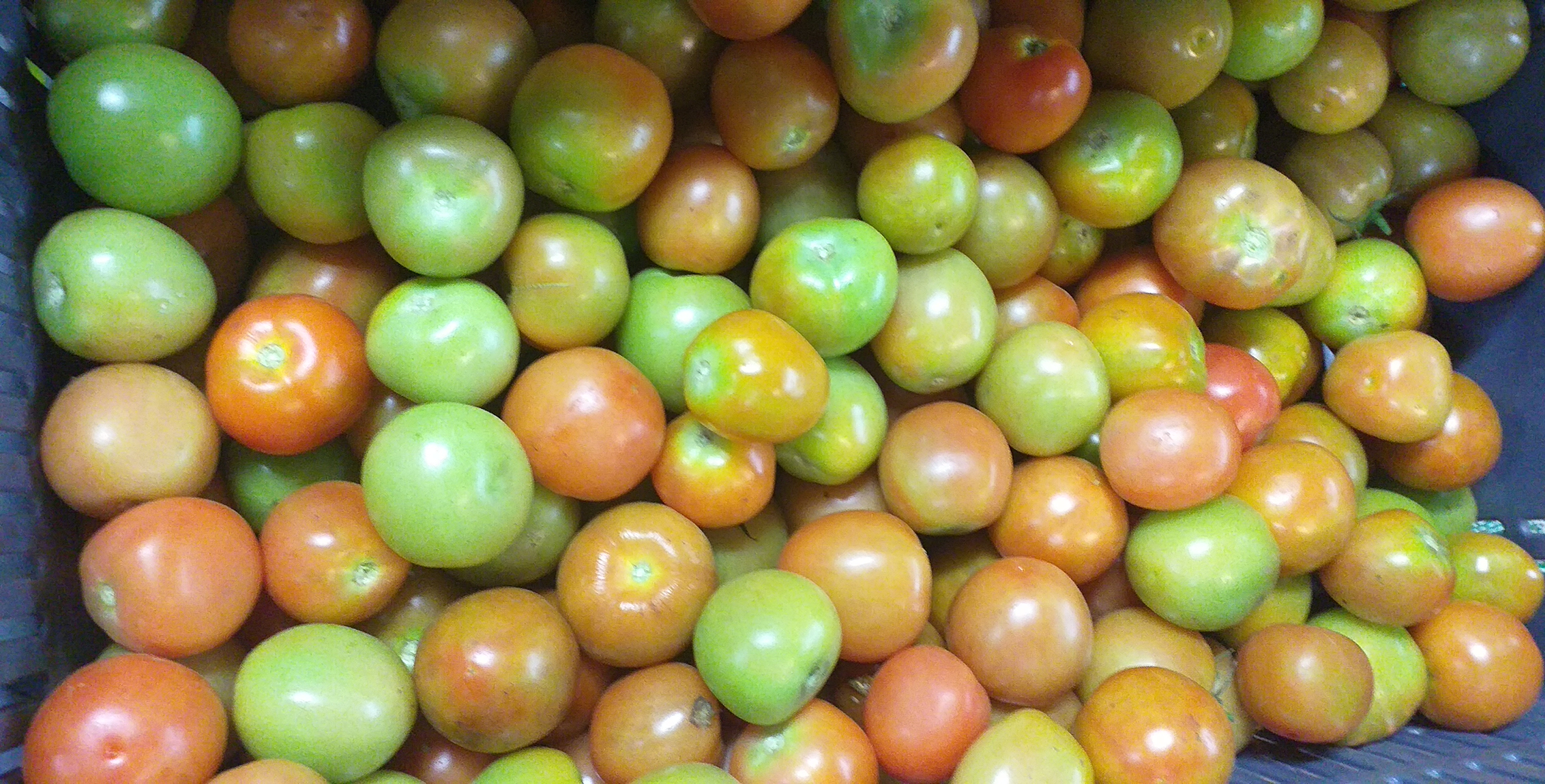 Tomate chonto de 2da
