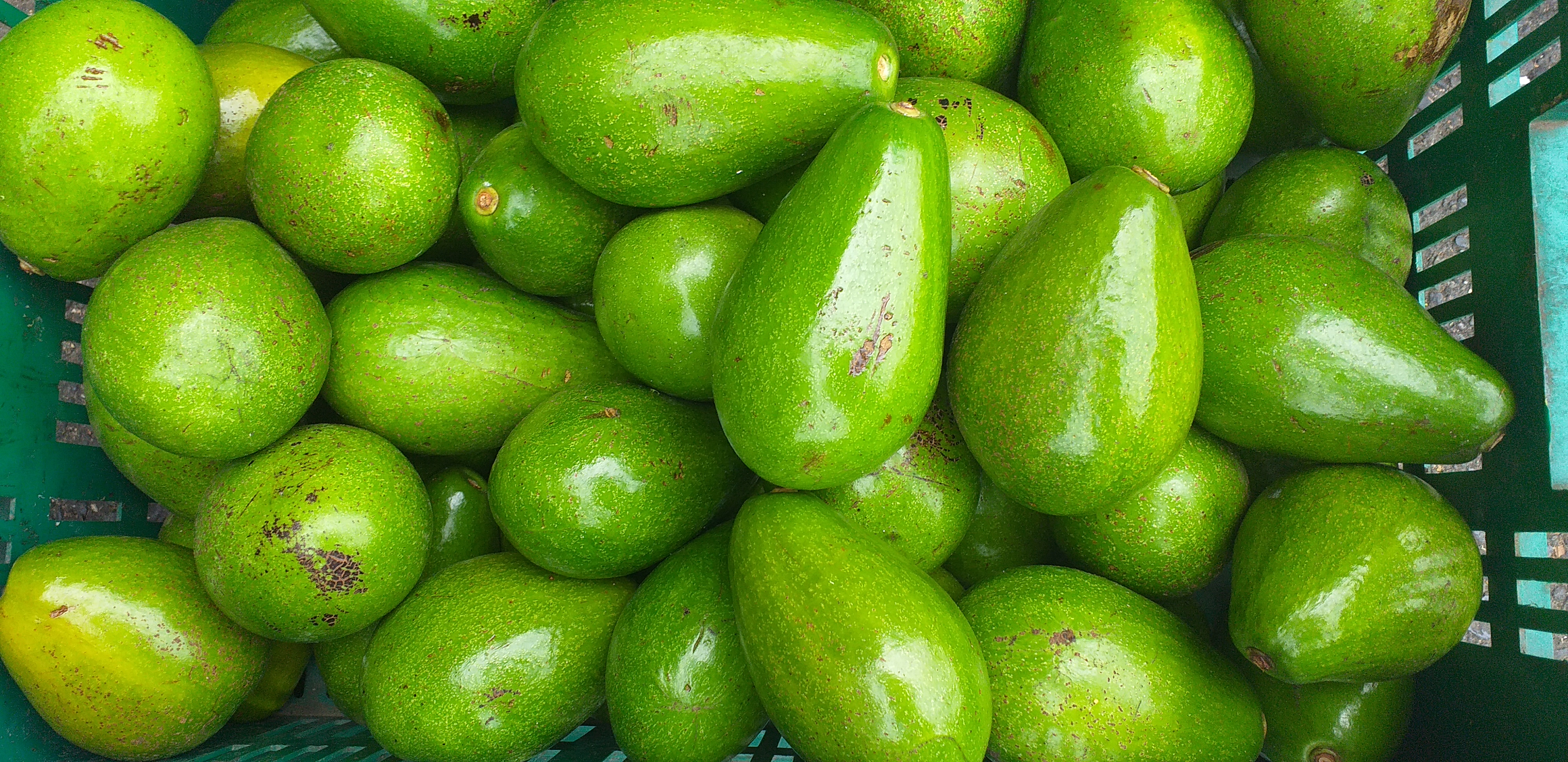 Aguacate papelillo