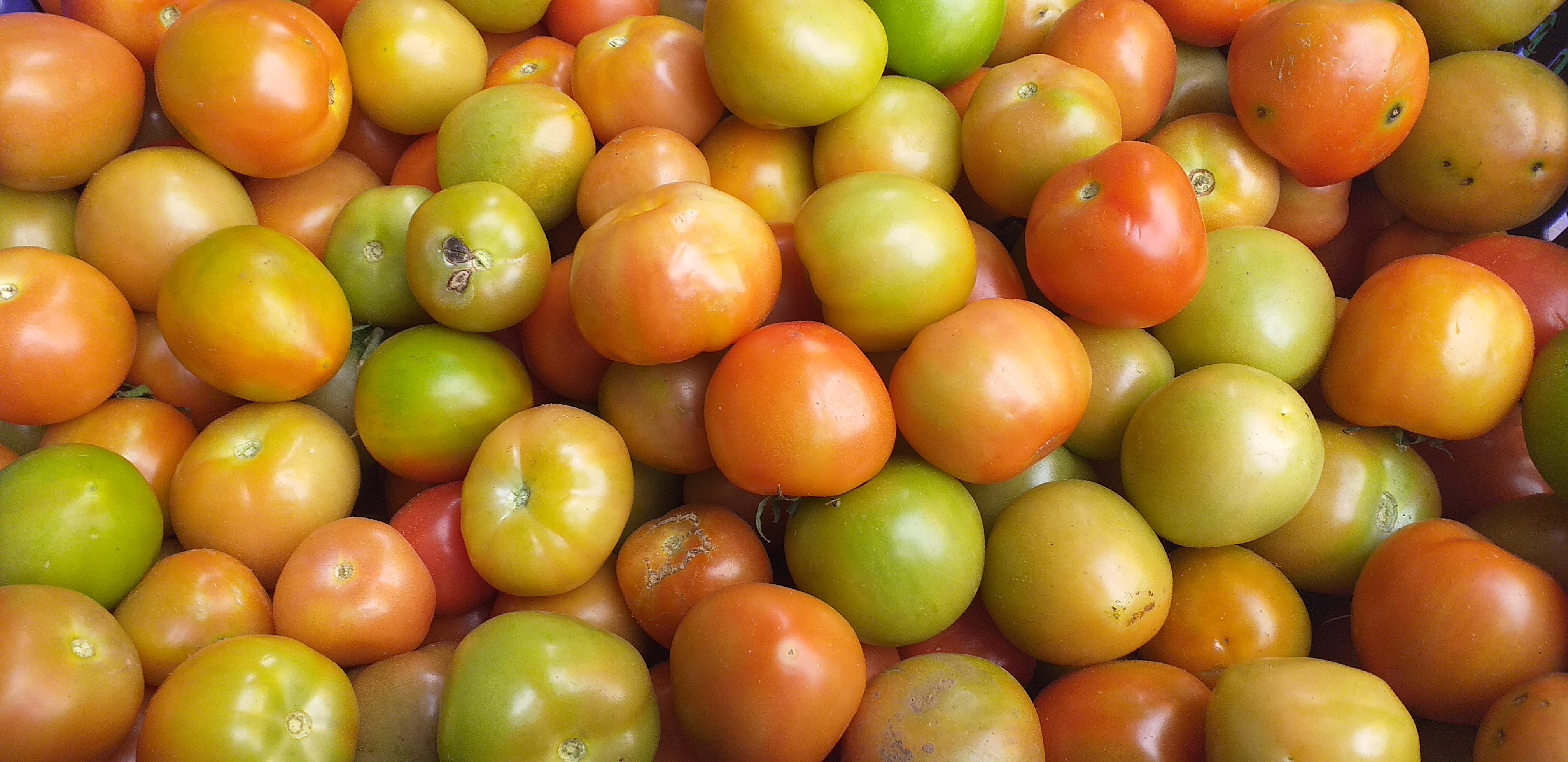 Tomate chonto parejo