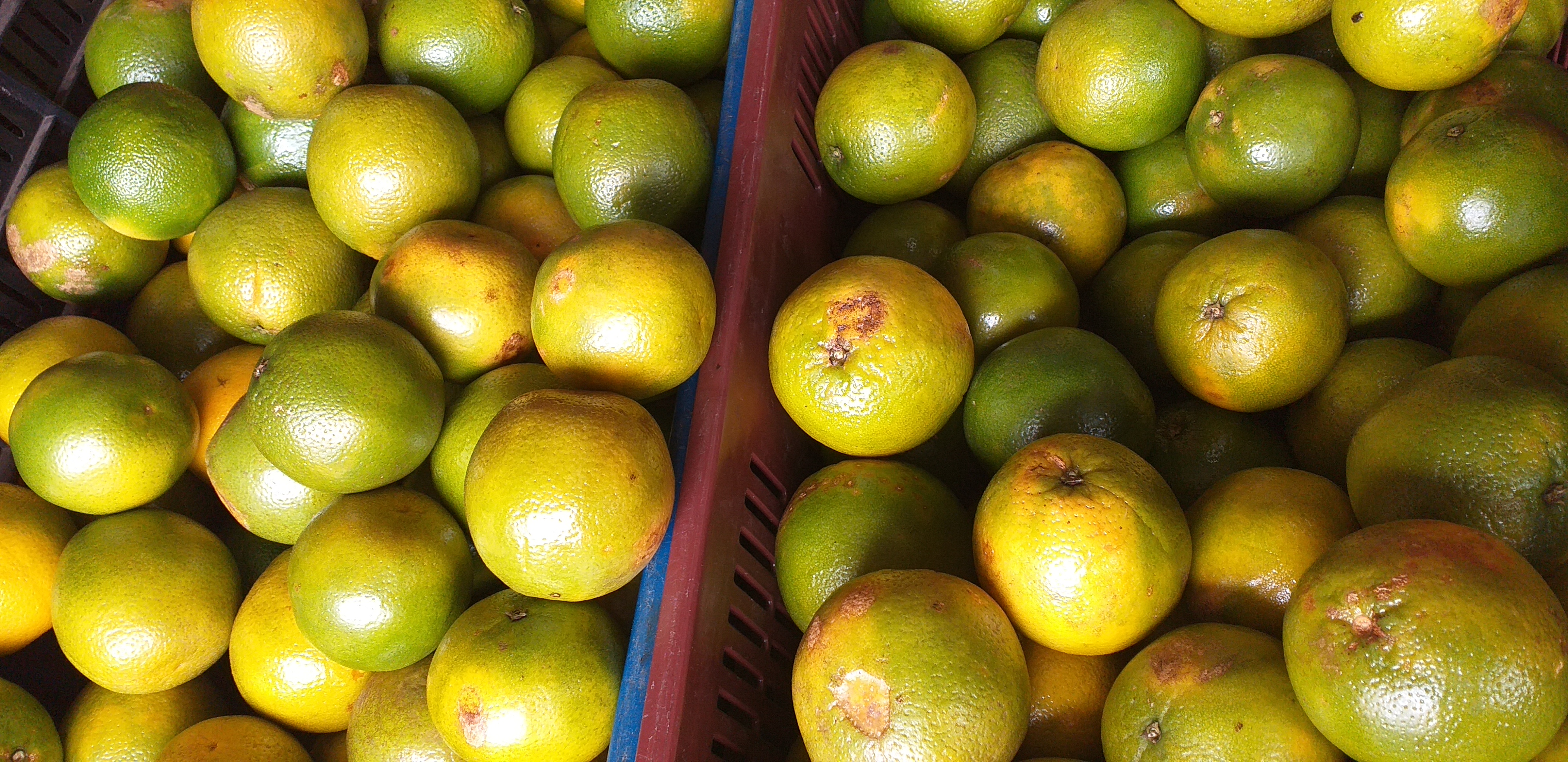 Naranja de 1ra