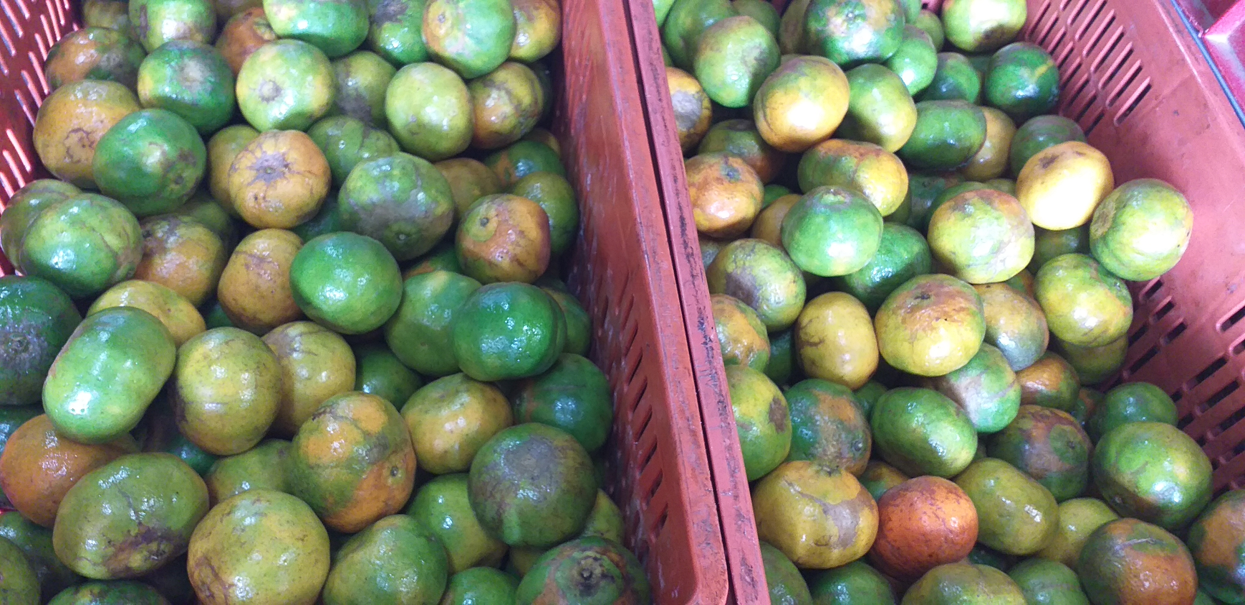 Mandarina de 2da