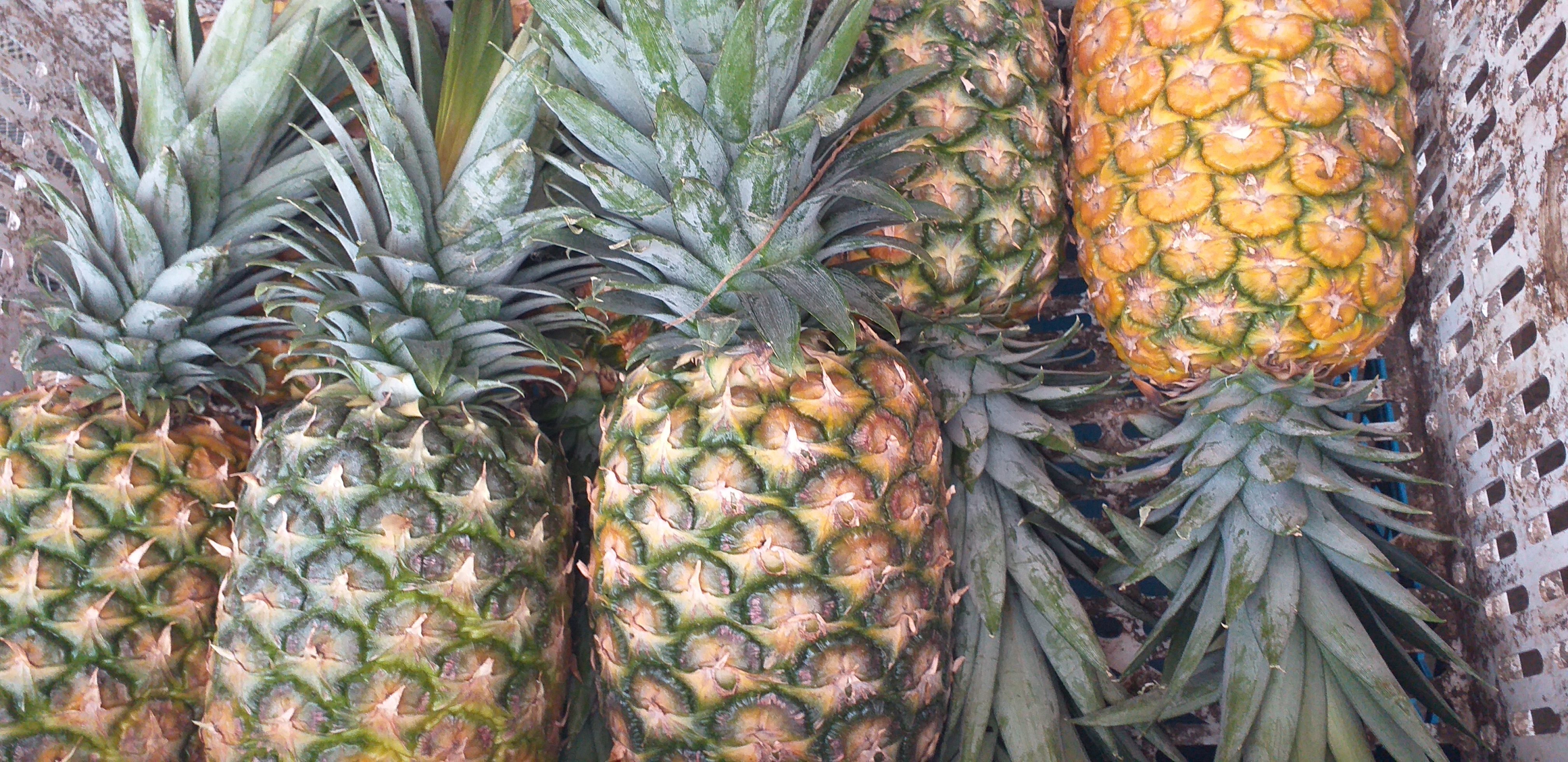 Piña oromiel