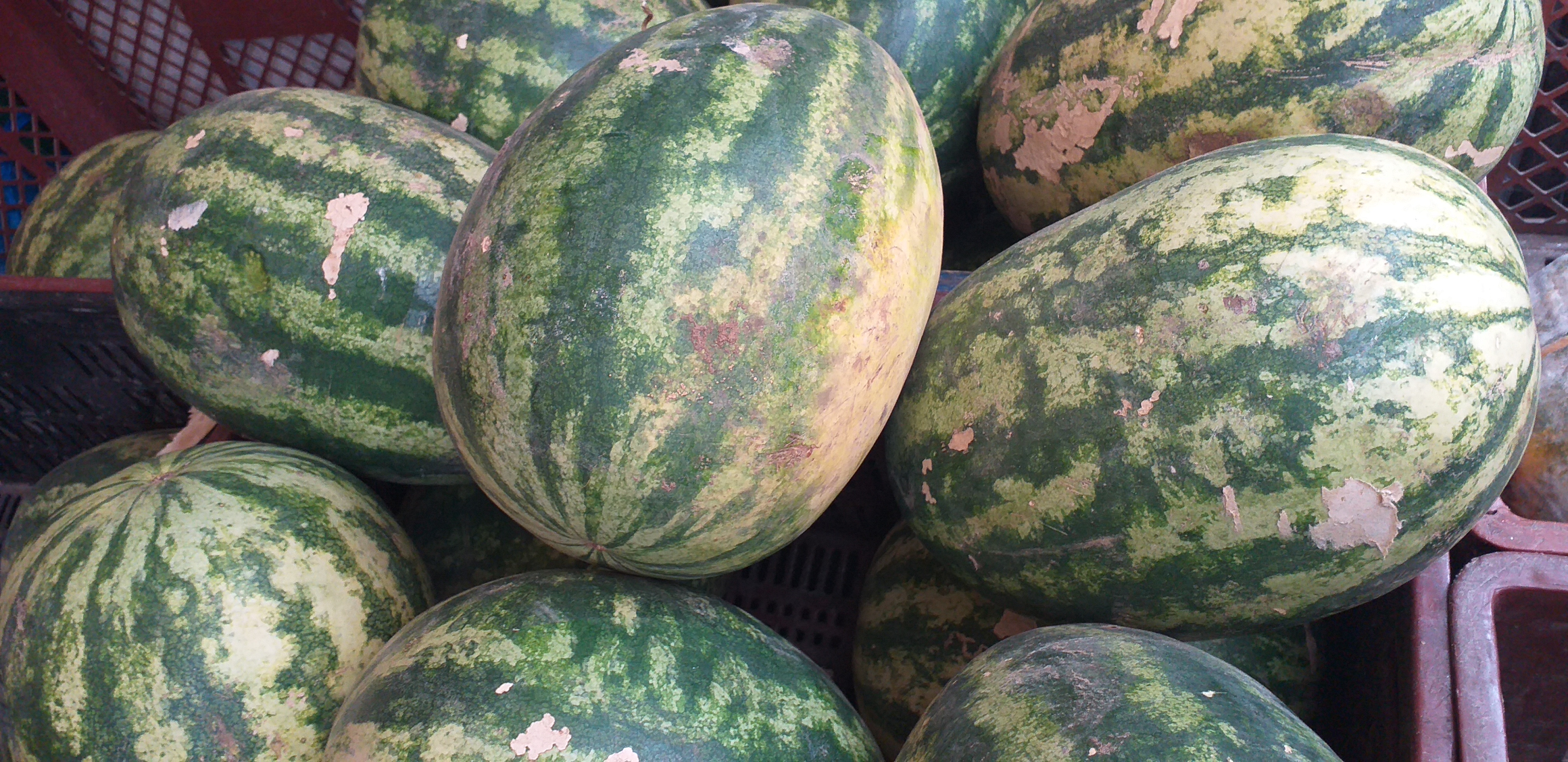 Sandia delgada