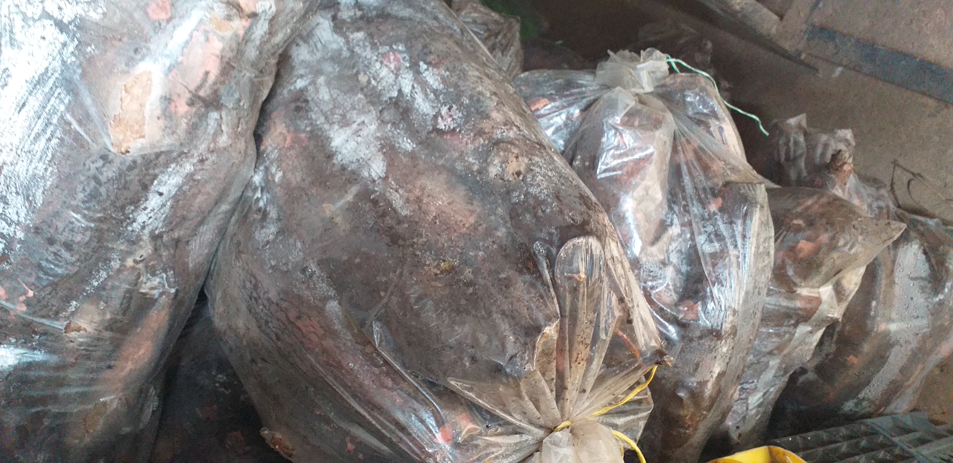 Yuca del suroeste/27kg