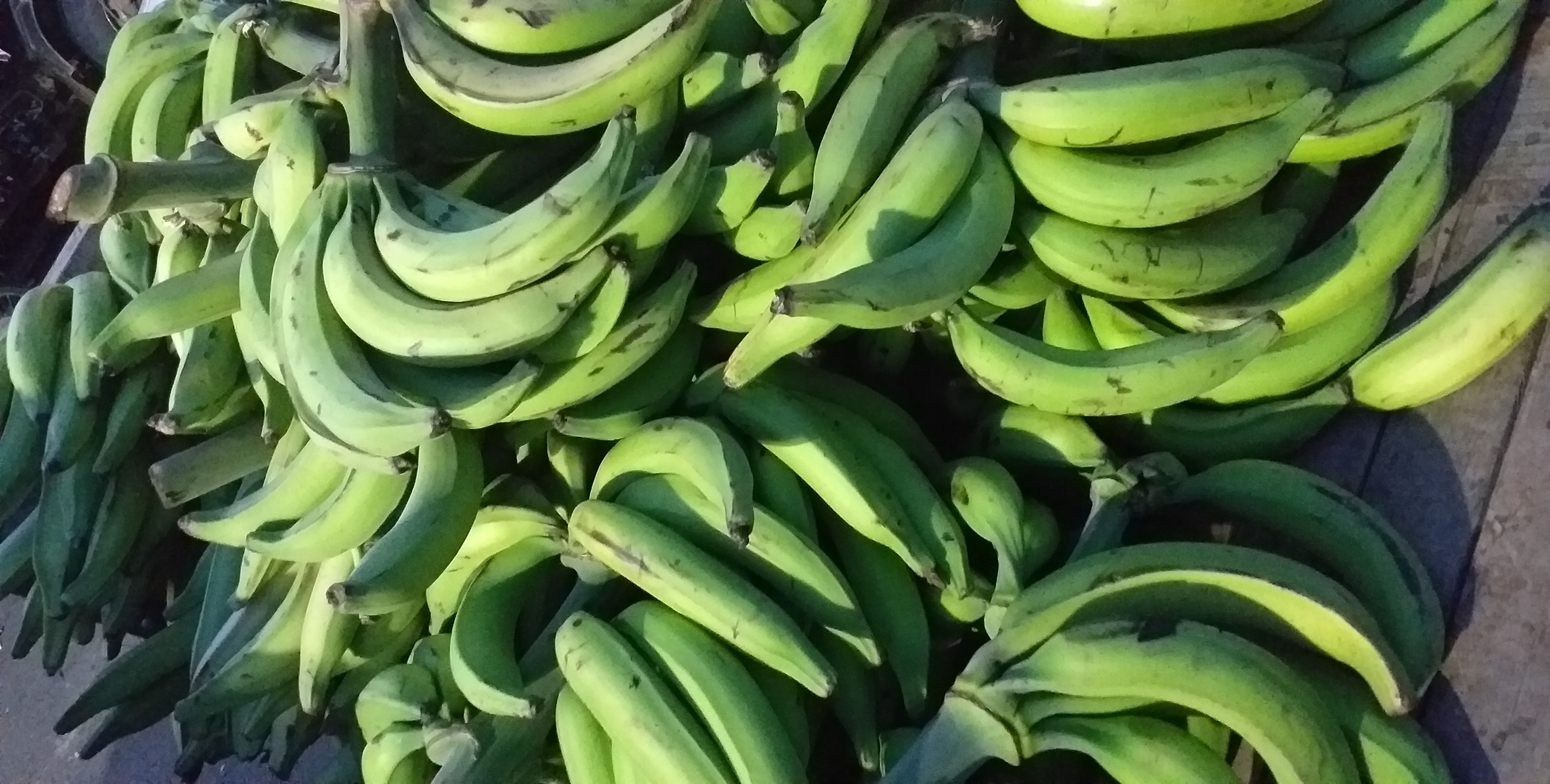 Platano verde