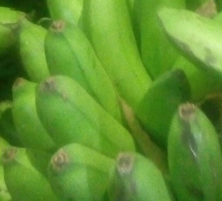 Colicero