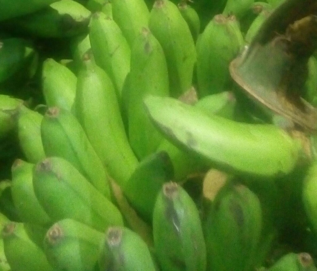 Colicero