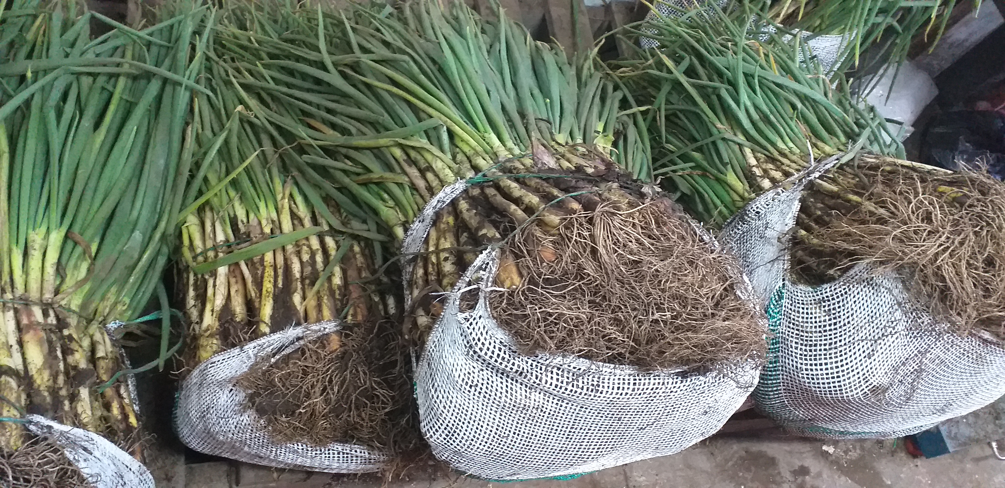 Cebolla de rama
