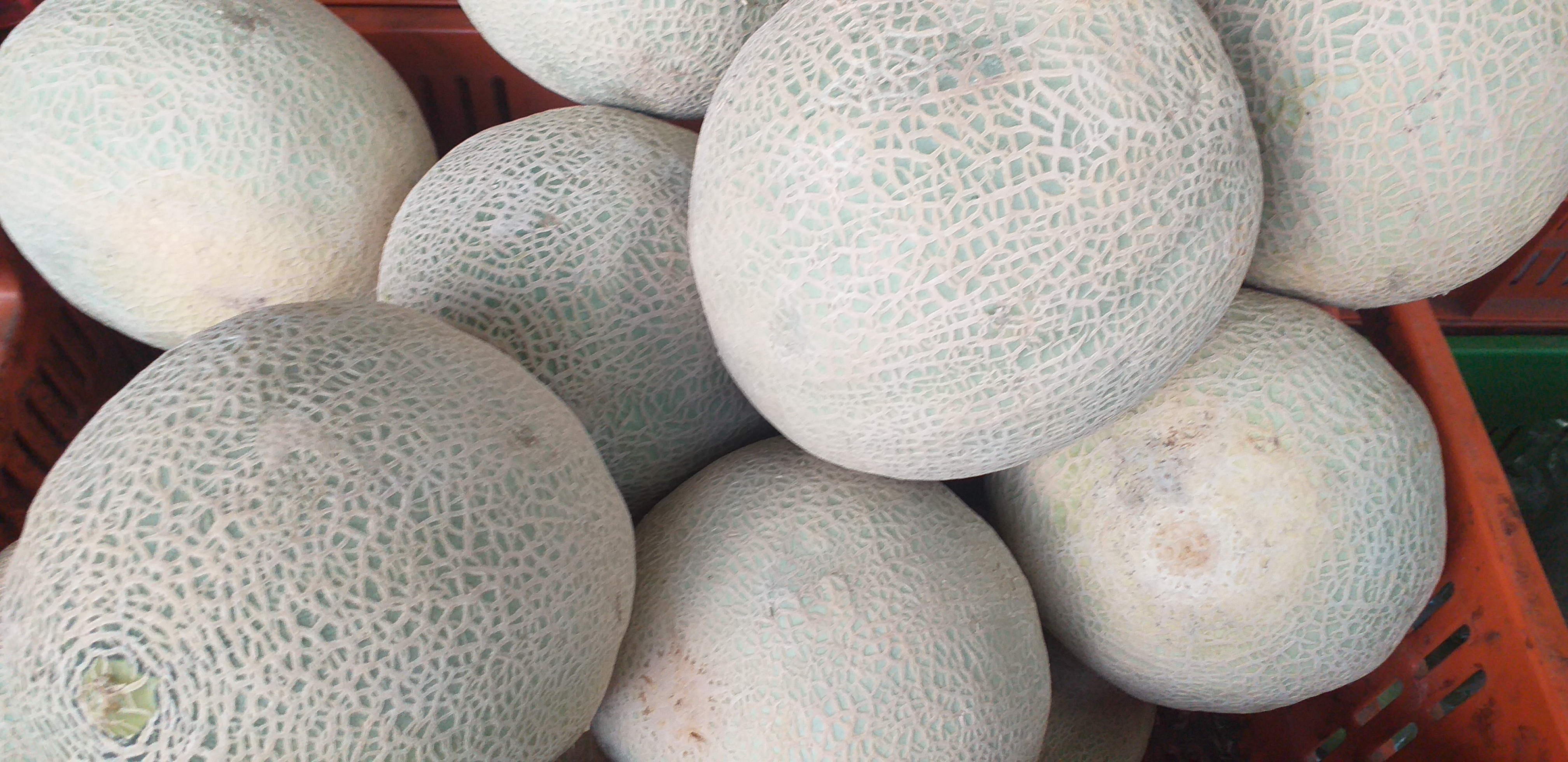 Melon