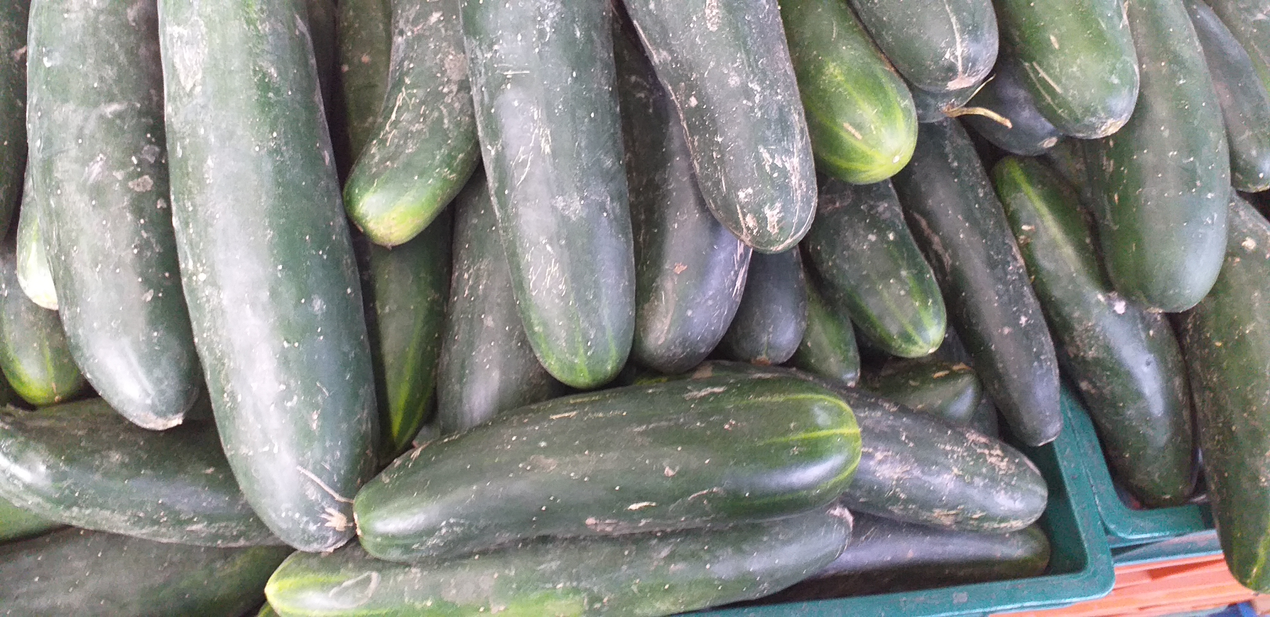 Pepino cohombro