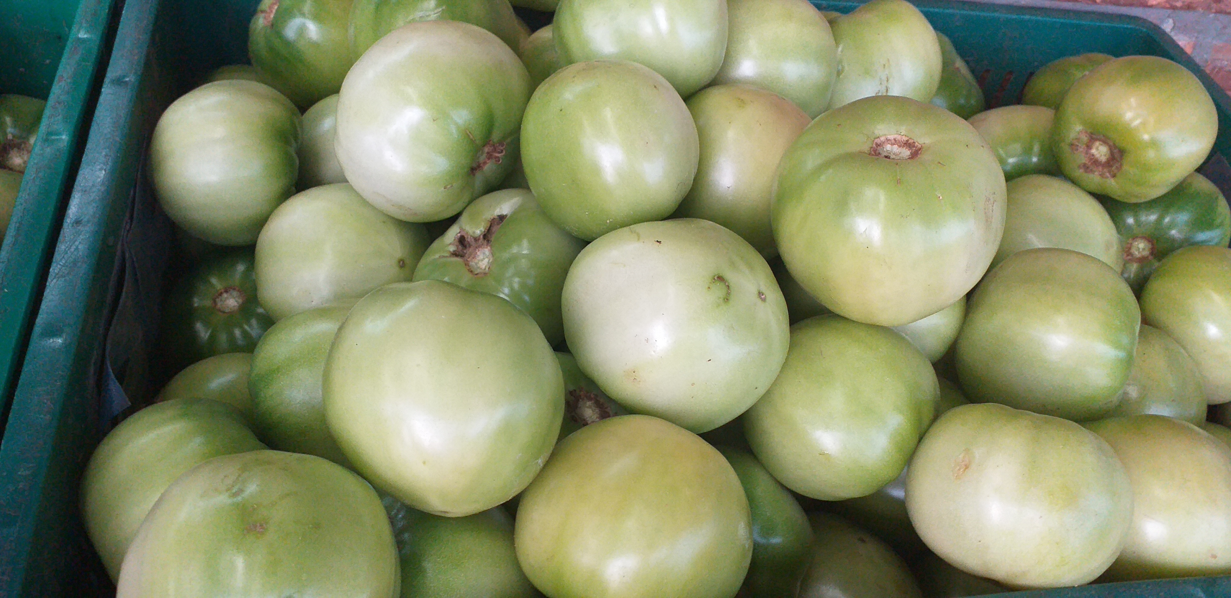 Tomate riñon