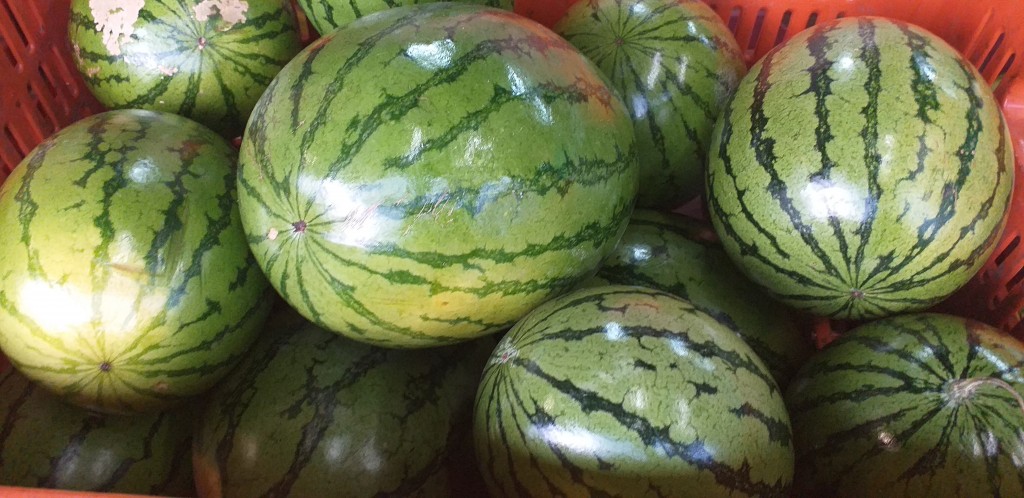Sandia