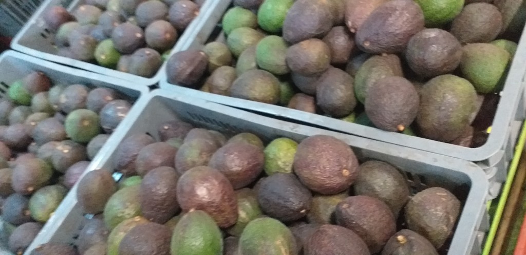 Aguacate hass