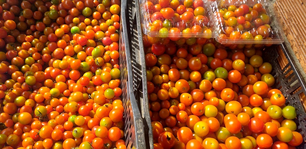 Tomate cherry