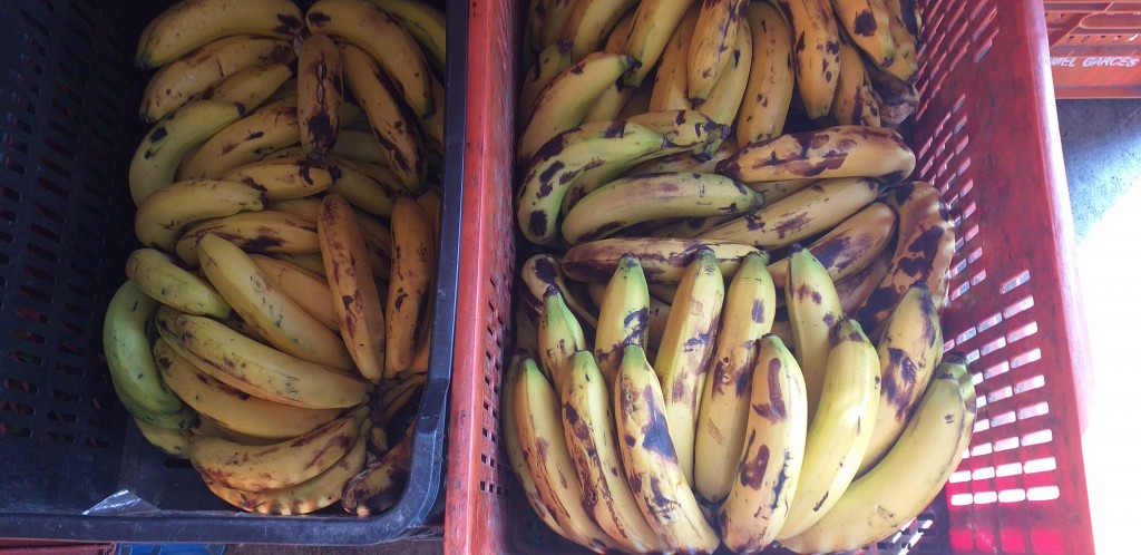 Banano maduro