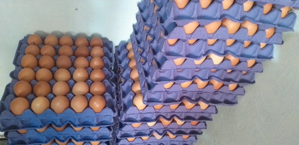 Huevos tipo A
