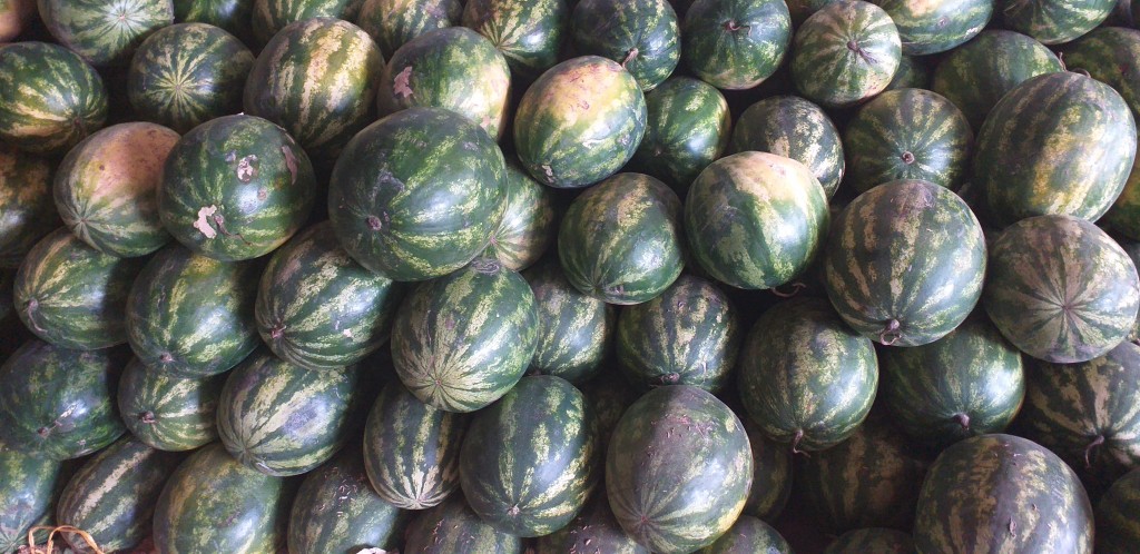 Sandia delgada