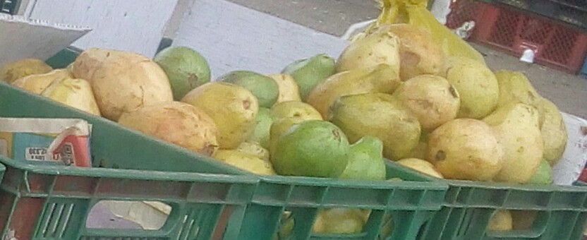 Guayaba