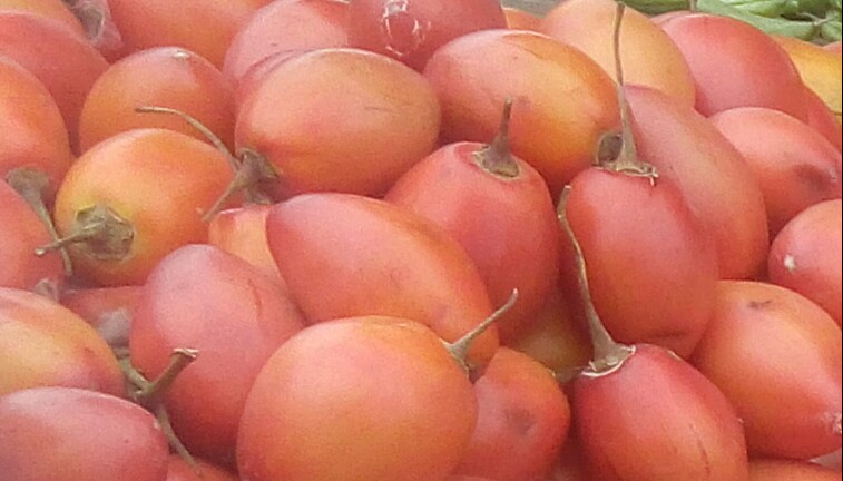Tomate de arbol