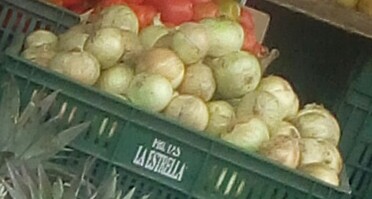 Cebolla cabezona