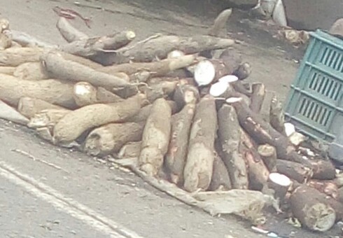 Yuca