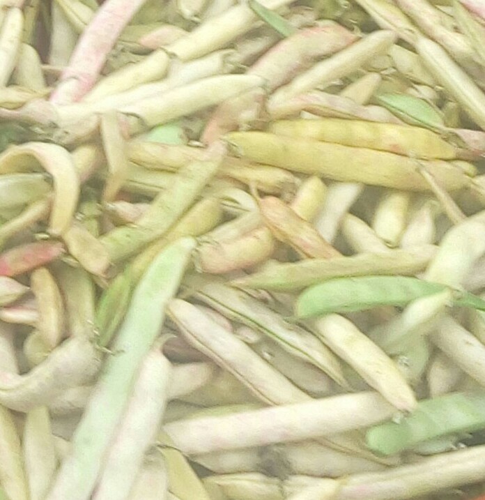 Frijol en cascara