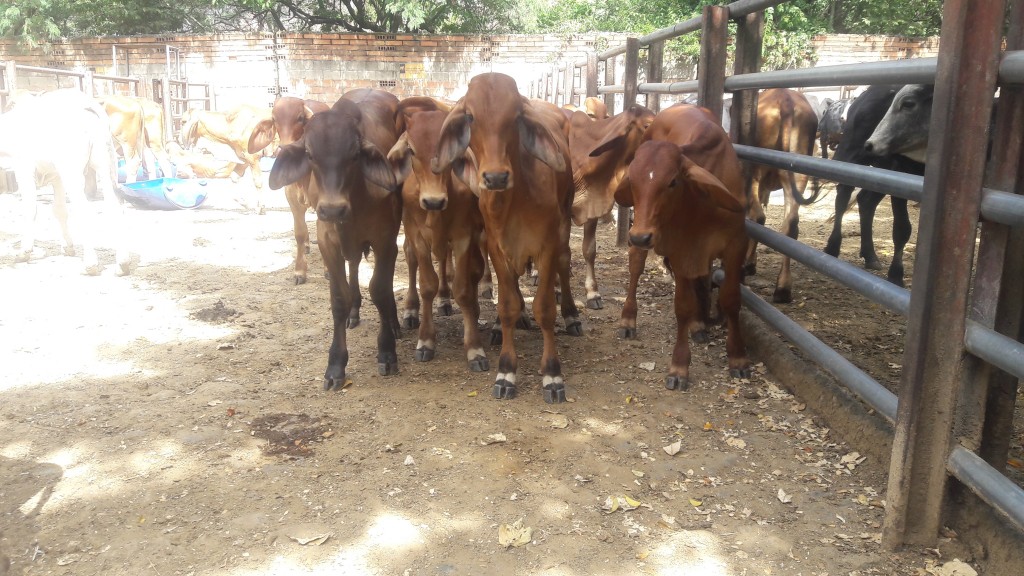 Terneros Brahman Rojo