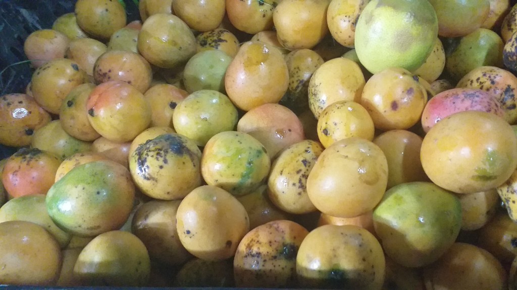 Mango criollo