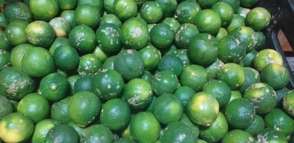 Limon mandarino