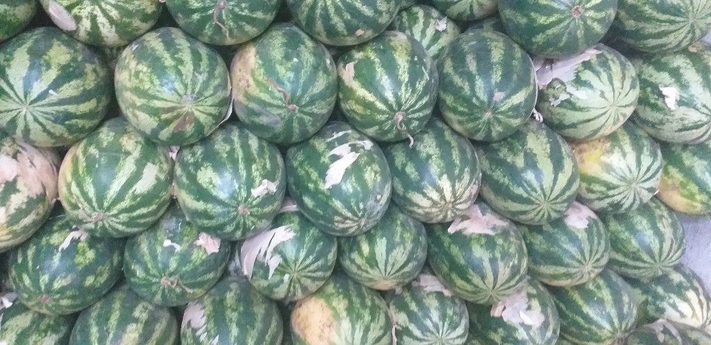 Sandia delgada