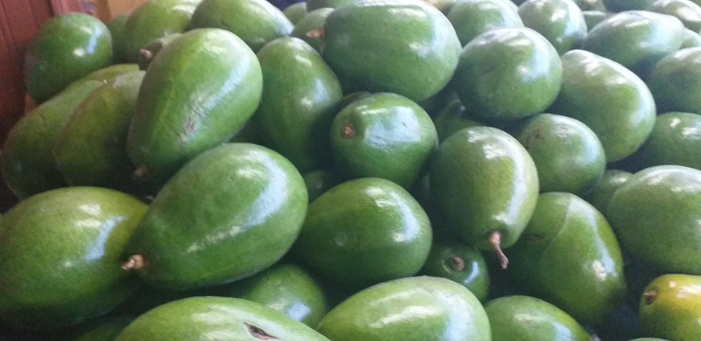 Aguacate papelillo