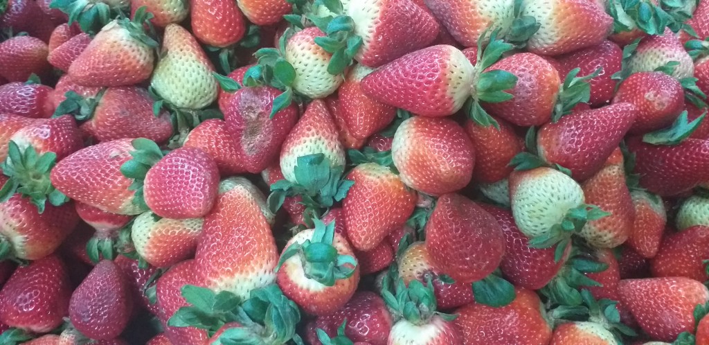 Fresa de 1ra