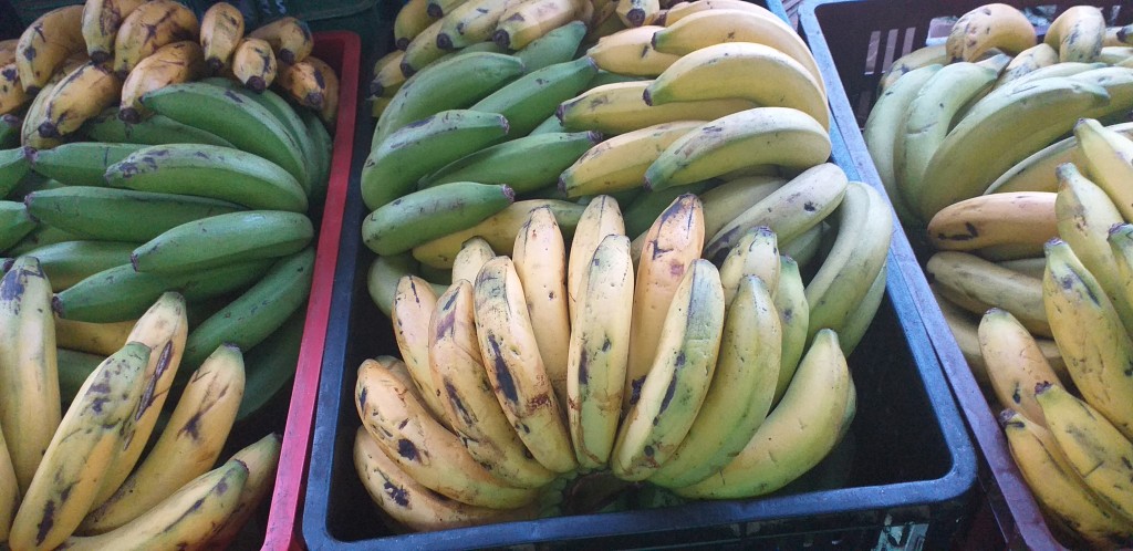 Banano criollo