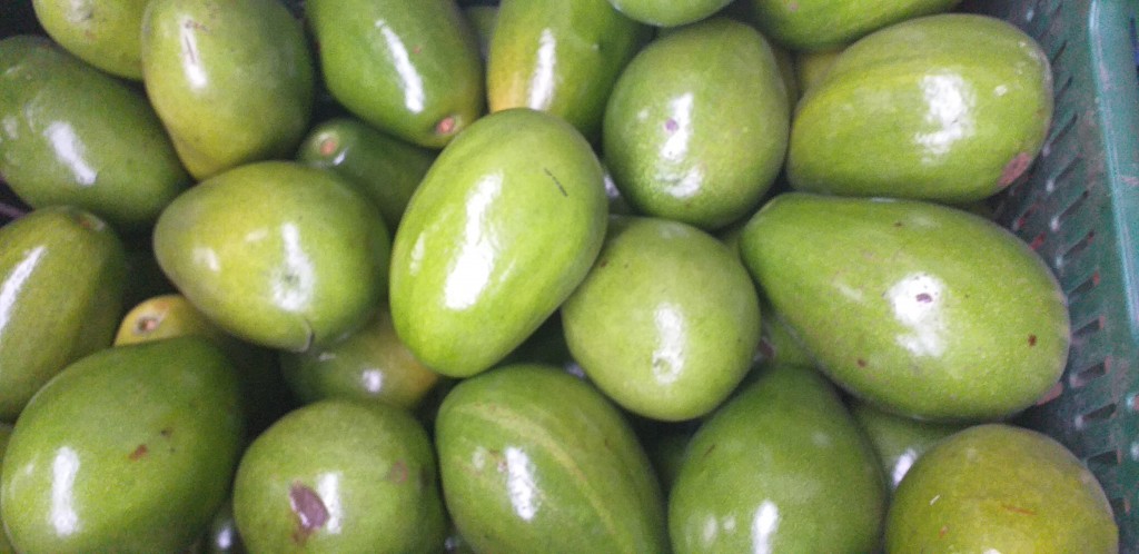 Aguacate papelillo